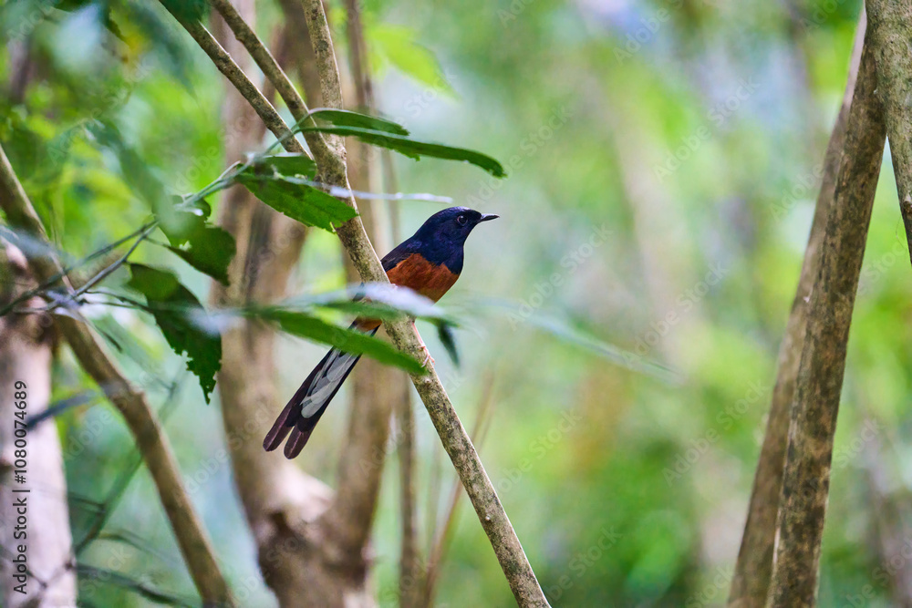 Wild birds living in the forest outdoors Wild birds living in the forest outdoors