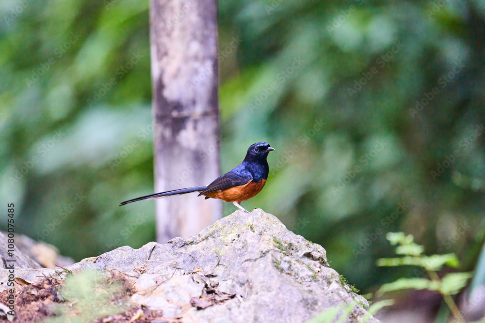 Fototapeta premium Wild birds living in the forest outdoors