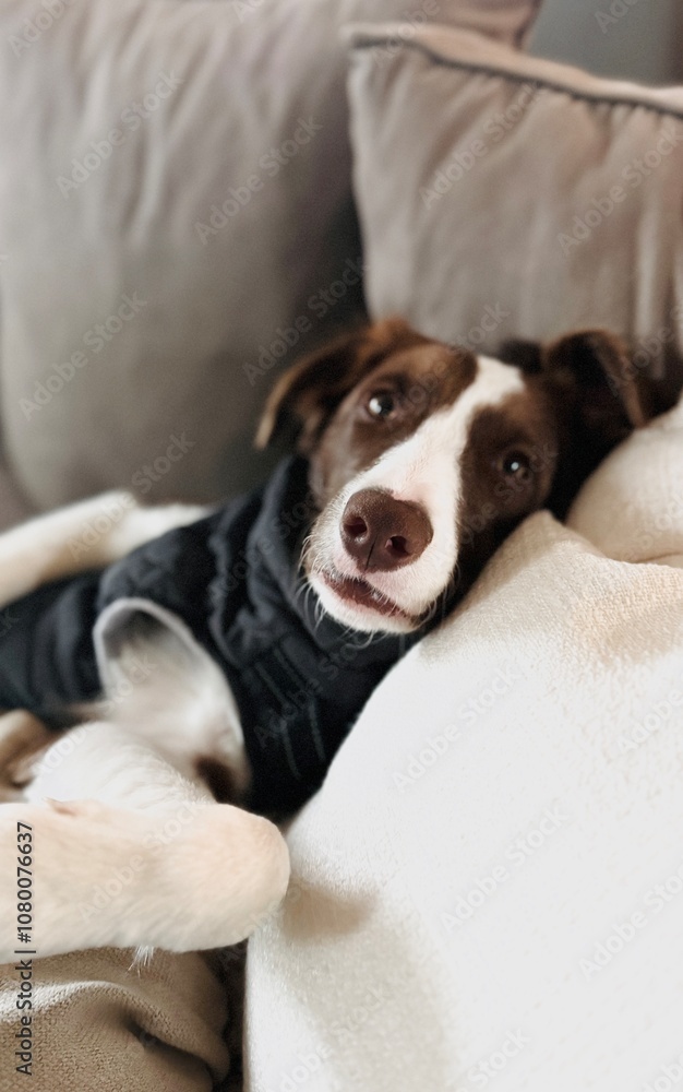 Cute dog lying on back on sofa.
Cute dog lying on back on sofa.