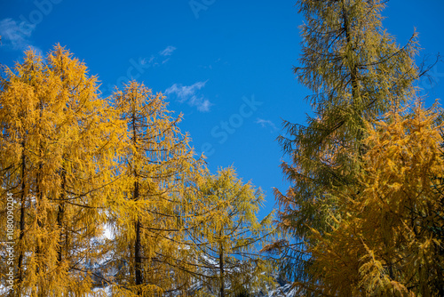 autumn trees against sky