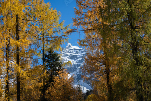 Four Girls Mountain in Aba prefecture Chengdu city Sichuan province, China.Siguniang mountain or Four sister mountain with snow cap on top and colourful autumn in Sichuan, China