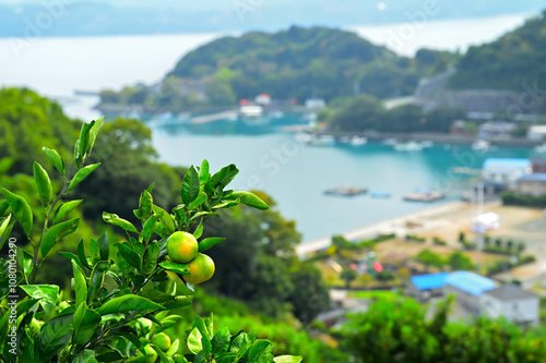 色づくミカンの風景　西予市狩浜 photo