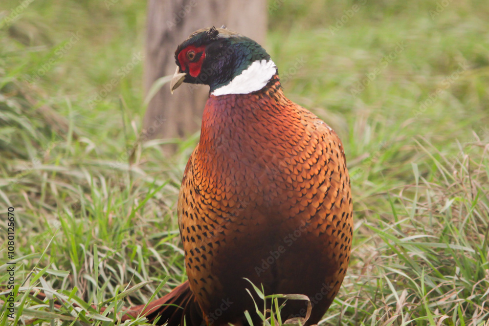 Fototapeta premium Pheasant in Grass, rural wildlife in countryside, brown and green plumage, wild bird in nature