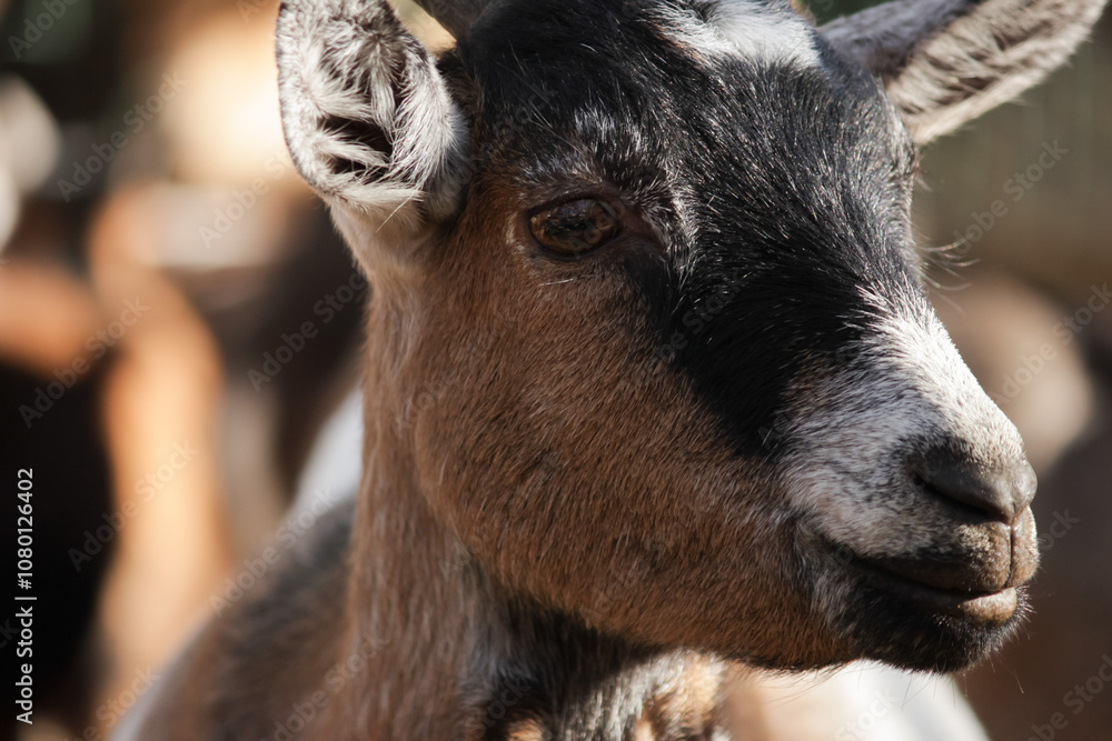 Portrait of Goat in Farmyard, close-up of a horned animal, rural wildlife scene with agriculture elements. Portrait of Goat in Farmyard, close-up of a horned animal, rural wildlife scene with agriculture elements.
