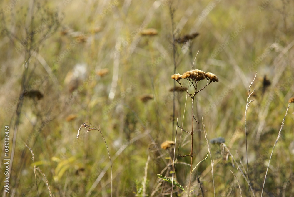 dried flowers on a background of dry grass dried flowers on a background of dry grass