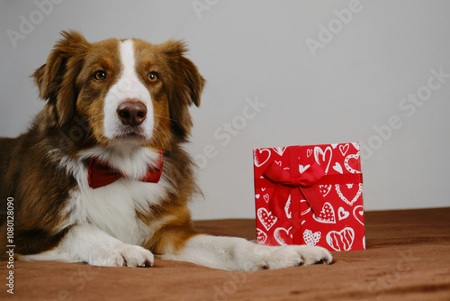 Australian Shepherd lies on a brown plaid on sofa next to a red gift box with small bow and hearts. Adorable domestic dog celebrates Christmas, New Year, birthday or Valentine's day.