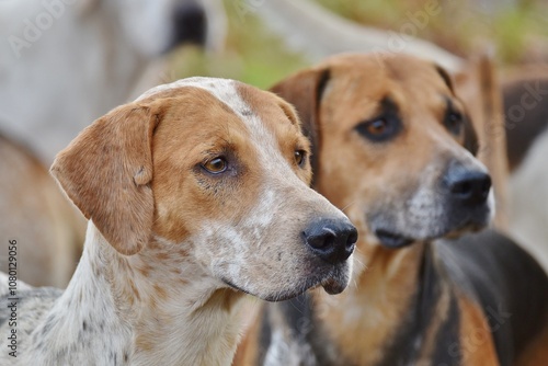 Cuadro en lienzo The heads of two Foxhounds stood together.