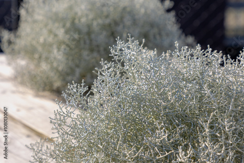 Selective focus of white grey Santolina chamaecyparissus (Lavender-cotton) Curry plant or Helichrysum italicum is a species of flowering plant in the family Asteraceae, Natural pattern background. photo