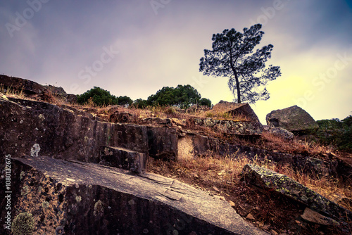 Pino detraas de la antigua cantera de granito photo