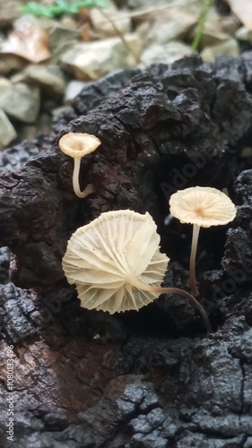 Wallpaper Mural mushrooms. Torontodigital.ca