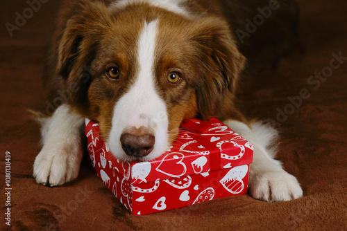 Australian Shepherd lies on a brown plaid on sofa next to a red gift box with small bow and hearts. Adorable domestic dog celebrates Christmas, New Year, birthday or Valentine's day.