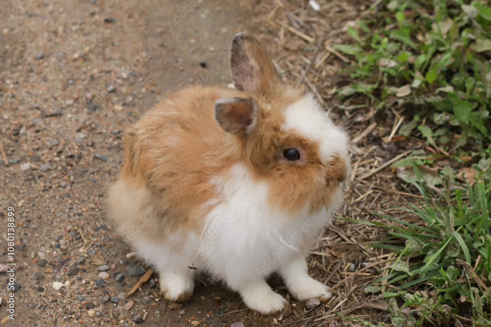 Fluffy Brown Rabbit Resting in Grass, wild animal in rural field, small mammal in countryside Fluffy Brown Rabbit Resting in Grass, wild animal in rural field, small mammal in countryside