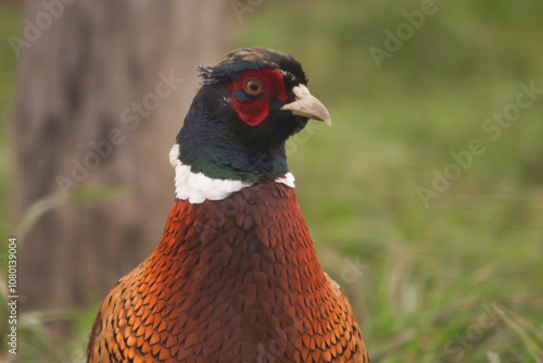 Pheasant in Grass, wild animal in countryside, colourful tail and wing photo