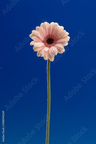 Fleur Gerbera