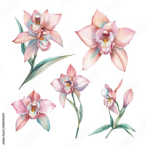 Set of watercolor cymbidium orchids on a white background