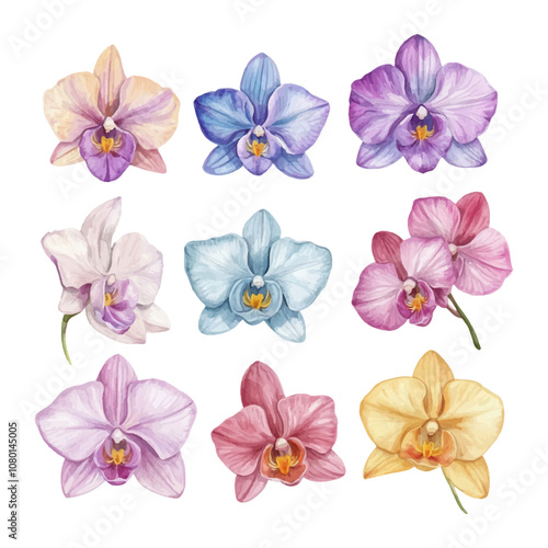 Set of watercolor cymbidium orchids on a white background