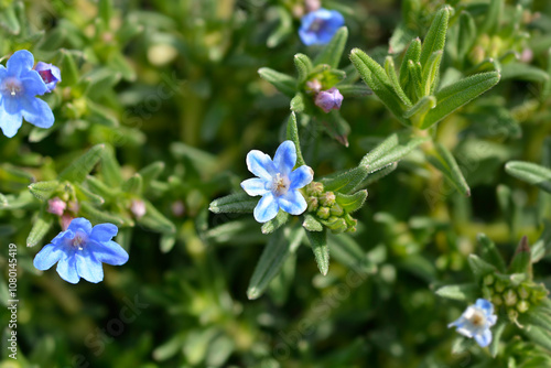 Scrambling gromwell flowers photo