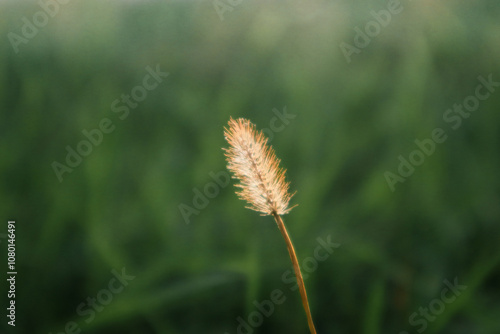 Grass with the backlight of sunlight in the sunset times. Backlit shot in autumn morning. Closeup shot of bristle grass illuminated by the sunshine. photo