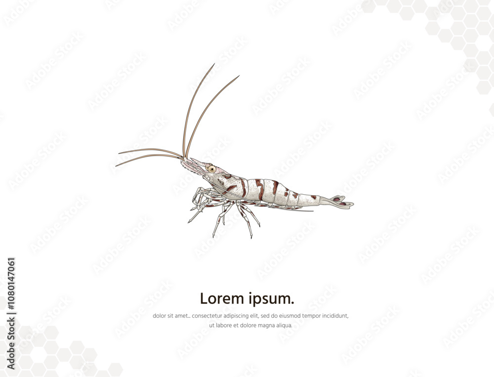 Snow Zebra Shrimp vector art for wall decoration landscape Snow Zebra Shrimp vector art for wall decoration landscape