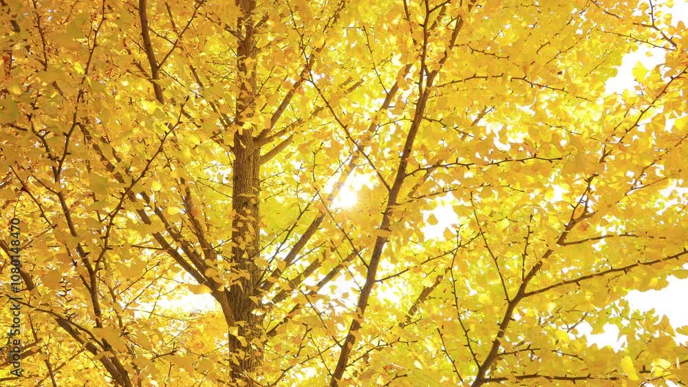 autumn leaves in the sun autumn leaves in the sun