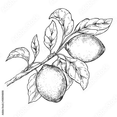 Sketch ink graphic lemon on branch illustration, draft silhouette drawing, black on white line art. Botanical vintage etching design.