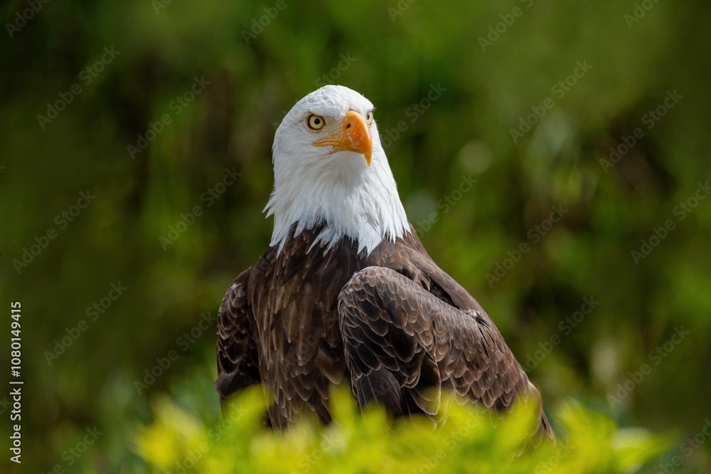 Southern Bald Eagle in rural Ecuador