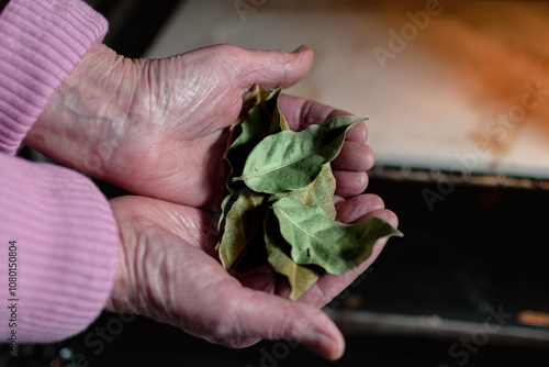 Bay leaves for cooking, burning, to bring serenity, reduce anxiety, relieve headaches and fatigue and purify the home, laurus nobilis photo