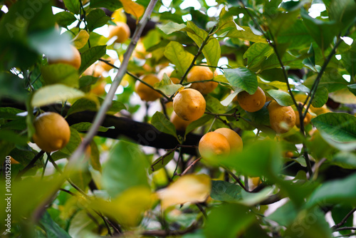 Lemons on the tree. lItalian lemon plantations