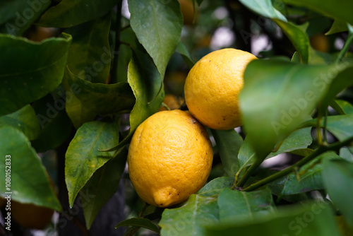 Lemons on the tree. lItalian lemon plantations