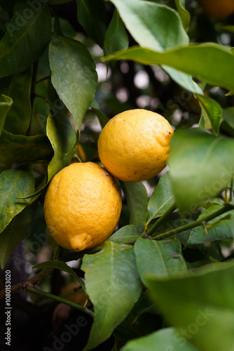Lemons on the tree. lItalian lemon plantations