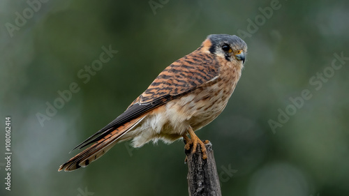 Obraz na płótnie American kestrel in its natural habitat at the equator w salonie