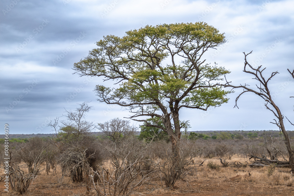 paysage du dans le Parc National Kruger, Afrique du Sud paysage du dans le Parc National Kruger, Afrique du Sud