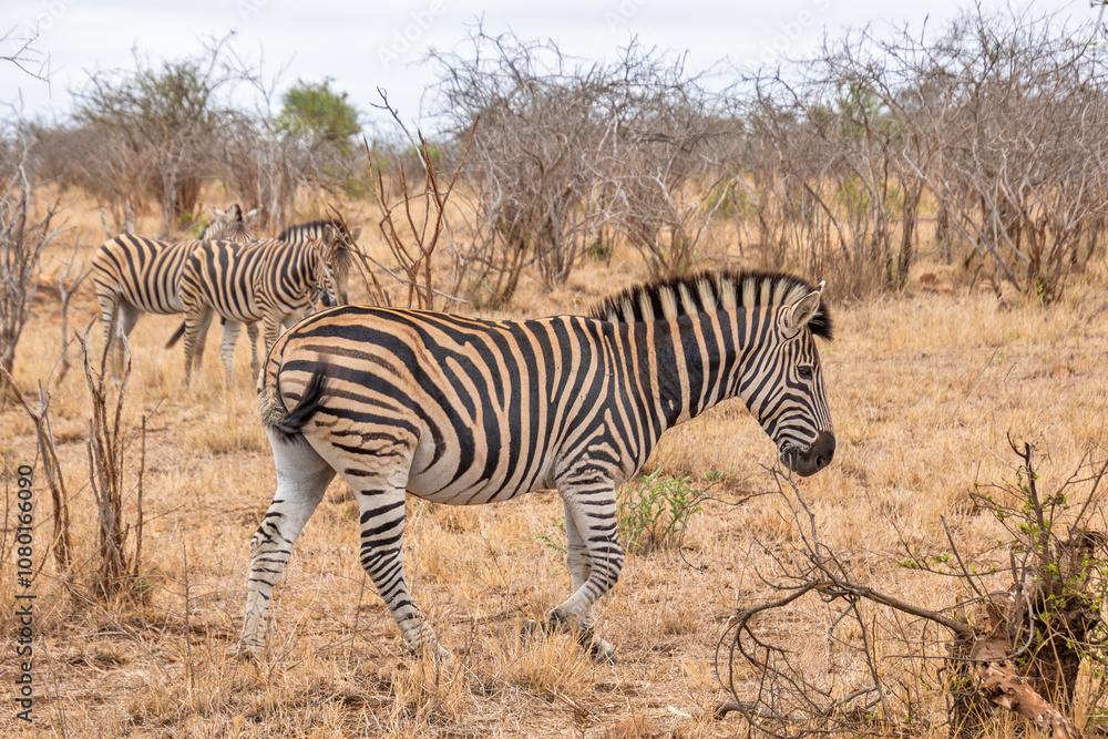 zèbre dans le Parc National Kruger, Afrique du Sud zèbre dans le Parc National Kruger, Afrique du Sud
