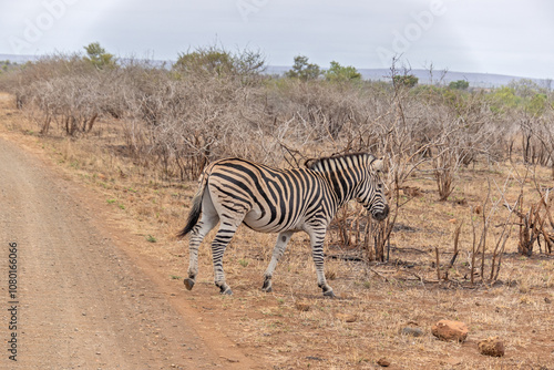 zèbre dans le Parc National Kruger, Afrique du Sud