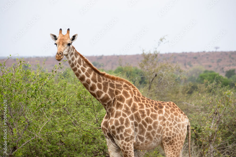 Obraz premium une girafe dans le Parc National Kruger, Afrique du Sud