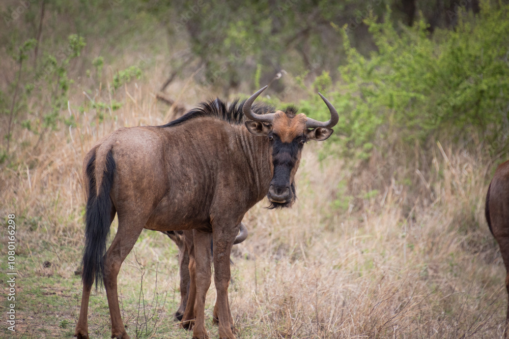 gnou dans le Parc National Kruger, Afrique du Sud gnou dans le Parc National Kruger, Afrique du Sud
