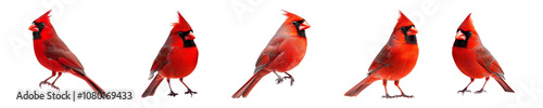 Collection of red cardinal birds isolated on transparent background