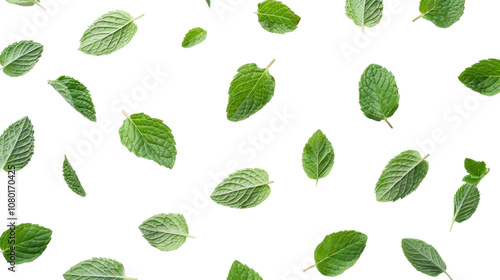 Fresh mint leaves on white transparent background