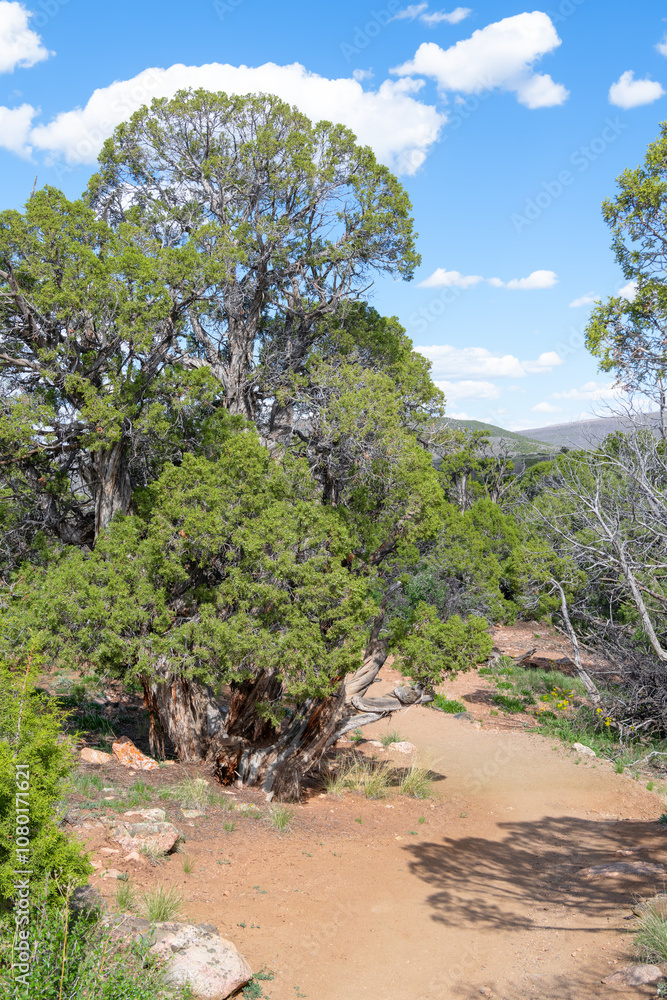 Fototapeta premium Desert Footpath on the rim Black Canyon in Gunnison National Park, Colorado, USA