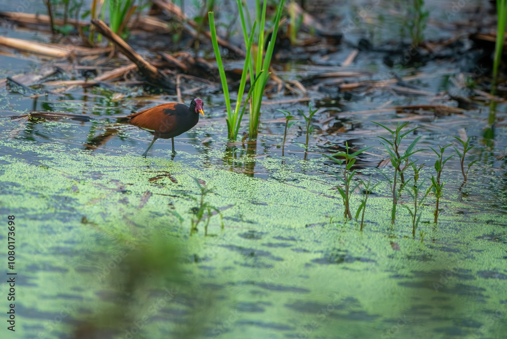 Long-legged Wattled jacana in its natural habitat at the equator