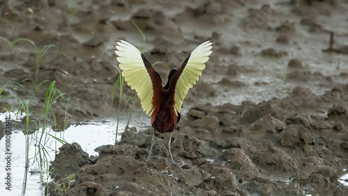 Long-legged Wattled jacana in its natural habitat at the equator