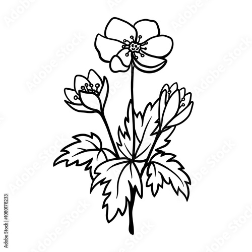 Forest Anemone flower black line drawing sketch isolated on white. Hand drawn outline of single plant with stem and leaves. Vector clipart for spring flowers illustration, floral design.