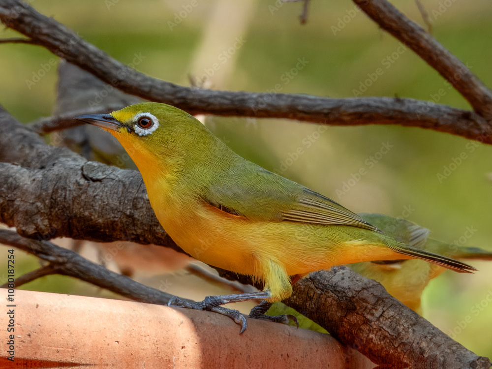 Naklejka premium Australian Yellow White-eye (Zosterops luteus) in Australia
