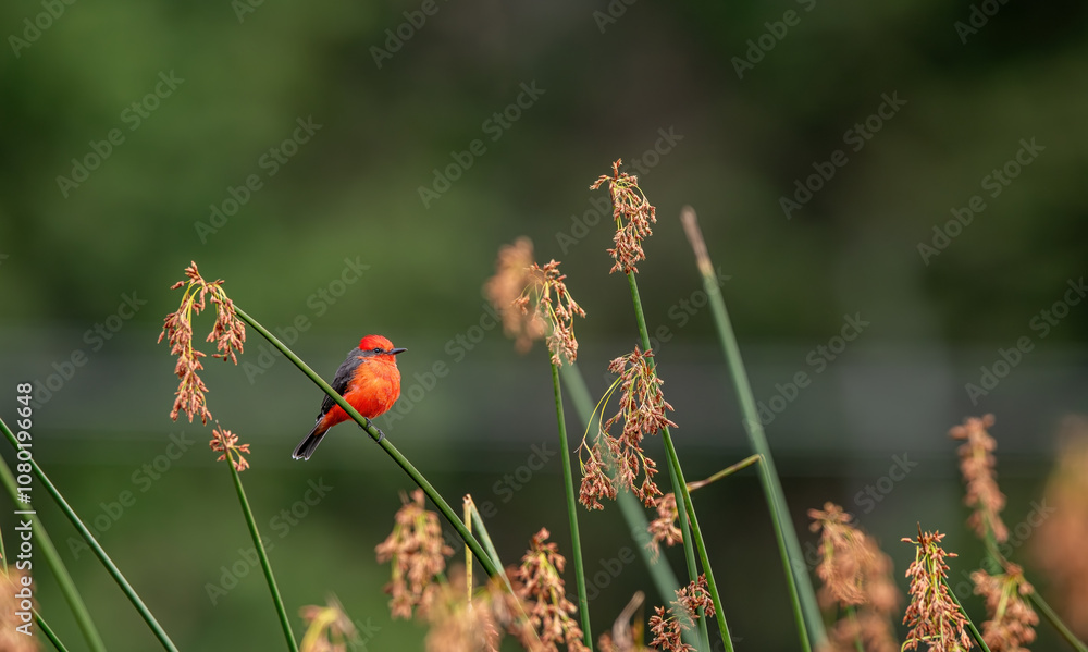 Detailed Photo of a Rufous Flycatcher (Pyrocephalus rubinus) Perching on a Tree Branch, unique bird, cute bird, bird on tree, perching bird
