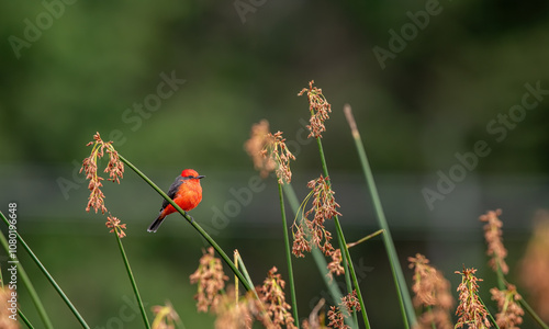 Detailed Photo of a Rufous Flycatcher (Pyrocephalus rubinus) Perching on a Tree Branch, unique bird, cute bird, bird on tree, perching bird photo