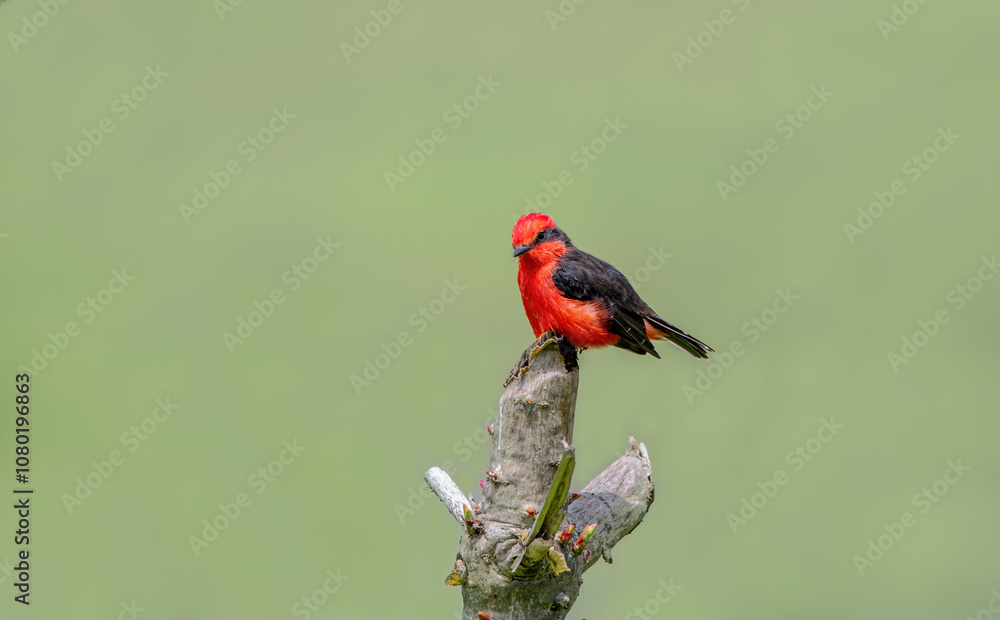 Detailed Photo of a Rufous Flycatcher (Pyrocephalus rubinus) Perching on a Tree Branch, unique bird, cute bird, bird on tree, perching bird