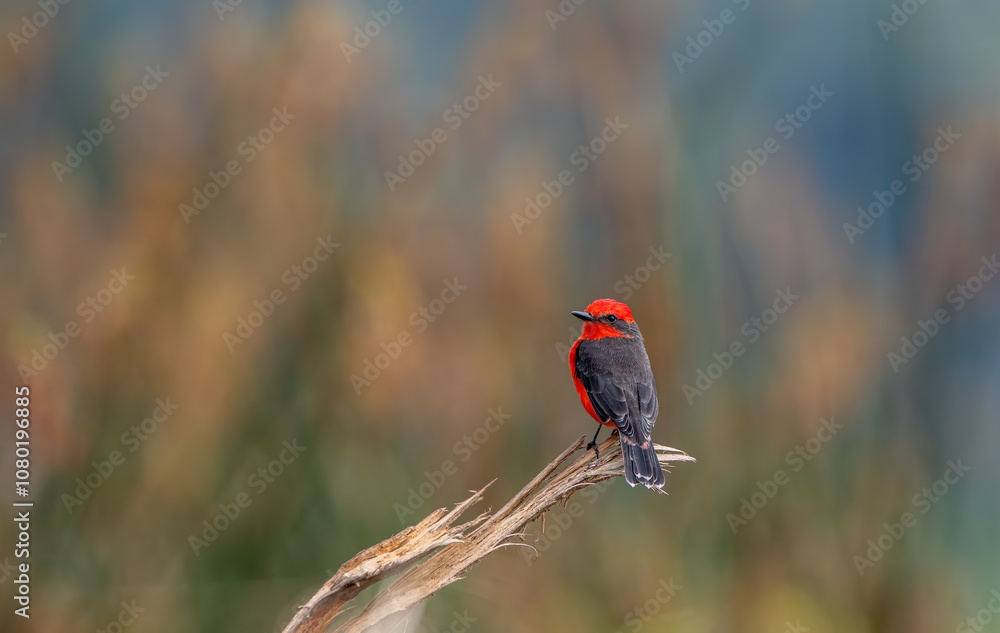 Detailed Photo of a Rufous Flycatcher (Pyrocephalus rubinus) Perching on a Tree Branch, unique bird, cute bird, bird on tree, perching bird