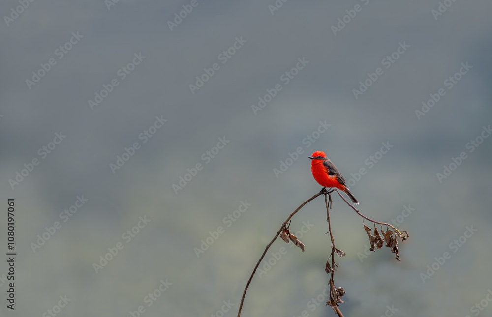 Detailed Photo of a Rufous Flycatcher (Pyrocephalus rubinus) Perching on a Tree Branch, unique bird, cute bird, bird on tree, perching bird