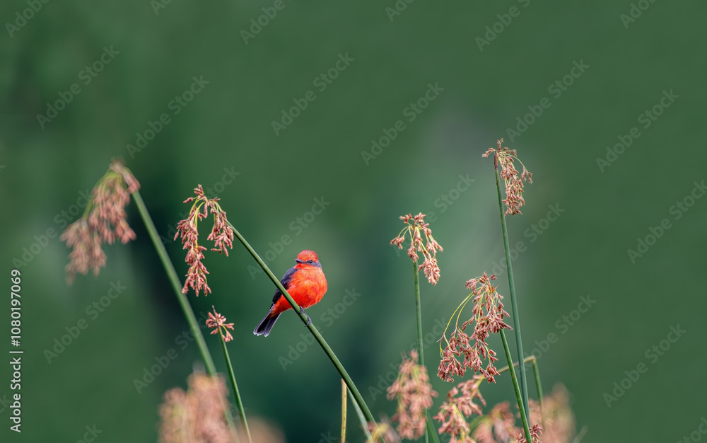 Detailed Photo of a Rufous Flycatcher (Pyrocephalus rubinus) Perching on a Tree Branch, unique bird, cute bird, bird on tree, perching bird