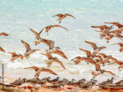 Great Knot (Calidris tenuirostris) in Australia photo